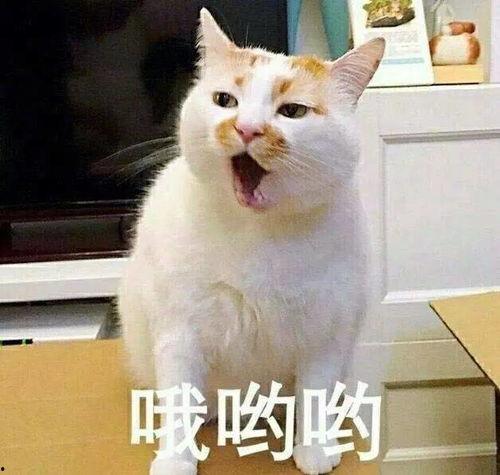 娱乐吃瓜君猫生气歌,萌宠音乐新潮流